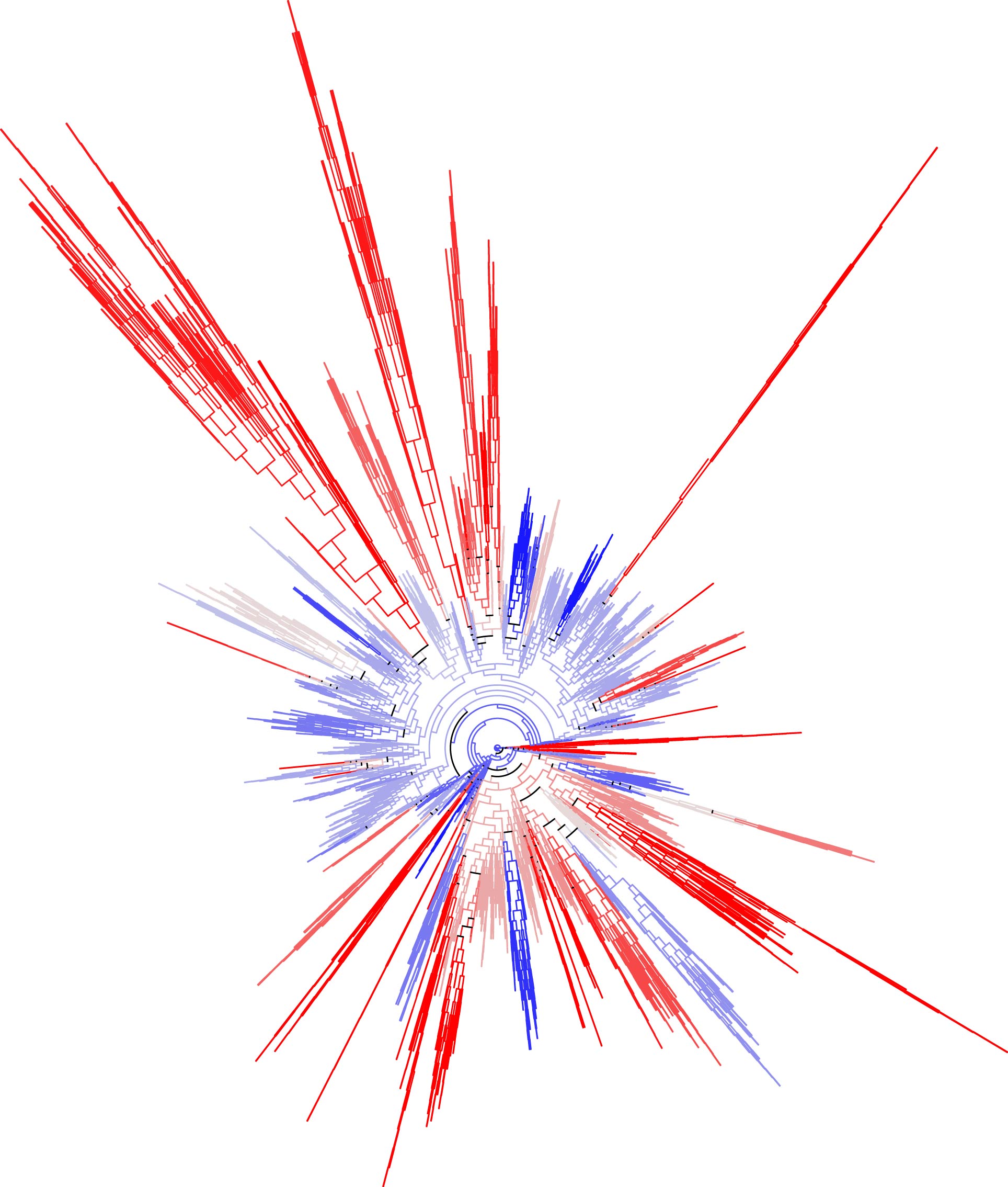 This evolutionary tree shows the relationships between nearly 8,000 living species of fish. Red branches denote groups with fast rates of body size change, blue branches indicate slow body size change, and the length of each branch reflects the speed at which groups split into new species. Illustration courtesy of Dan Rabosky.