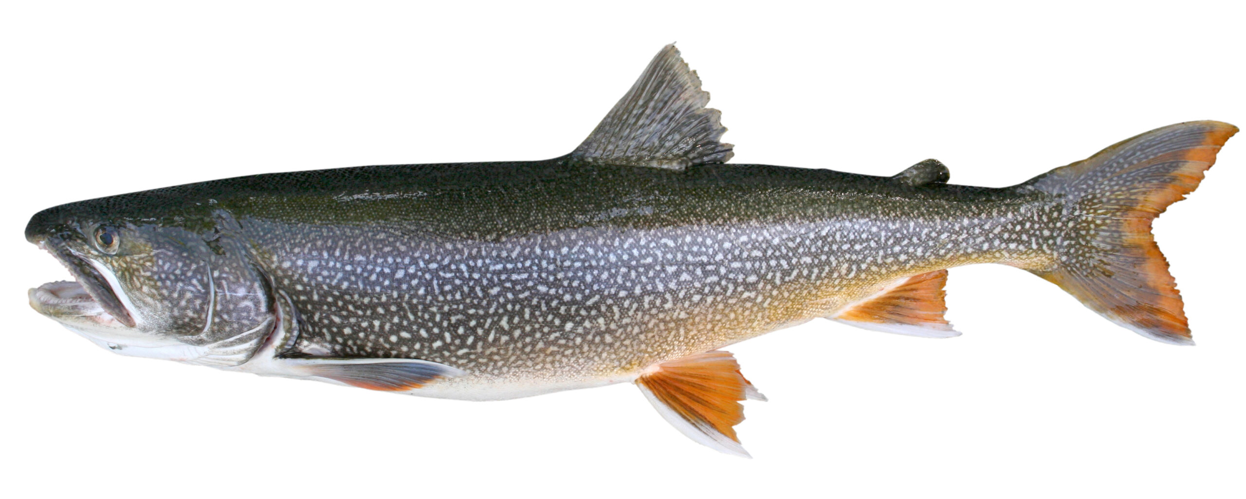 A lake trout from the Great Lakes. Photo courtesy of Michigan Sea Grant.