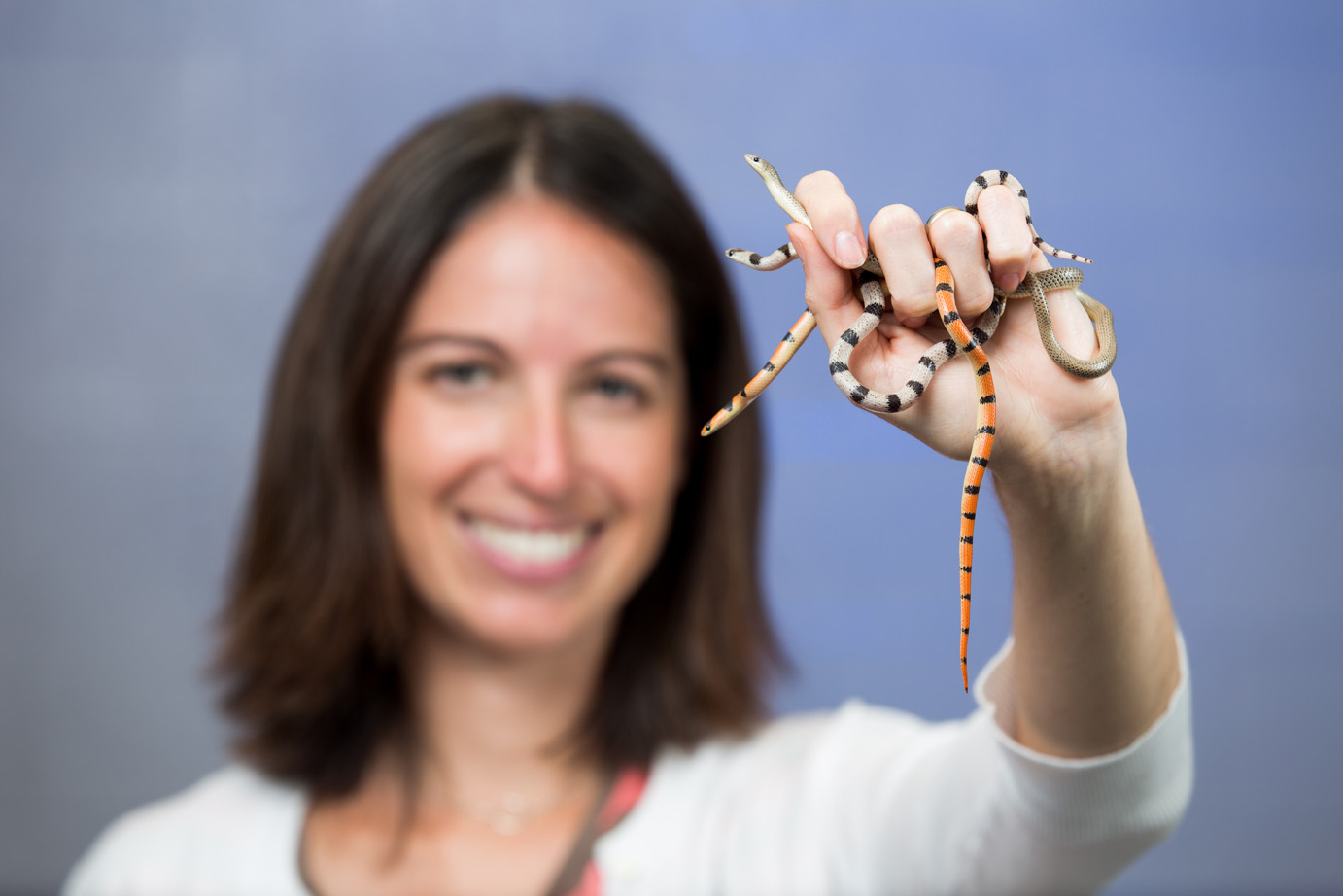 U-M evolutionary biologist Alison Davis Rabosky holding several ground snakes, a non-venomous species that displays four strikingly different color patterns. Rabosky is breeding ground snakes in her lab to understand the genetics behind color variation. Image credit: Eric Bronson, Michigan Photography