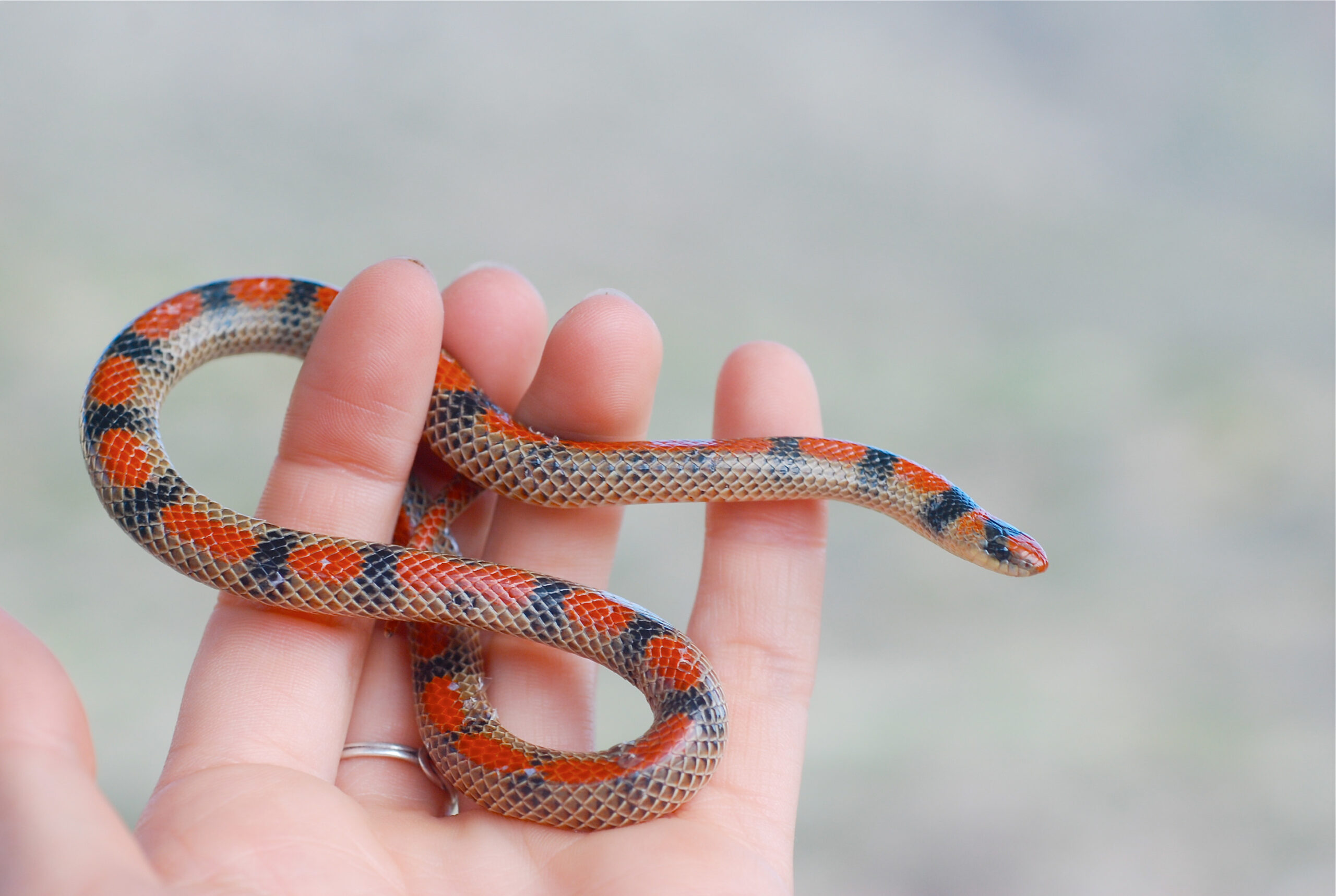 An adult ground snake from Cochise County, Arizona. Adult ground snakes grow to a length of about 8 inches. Image credit: Alison Davis Rabosky