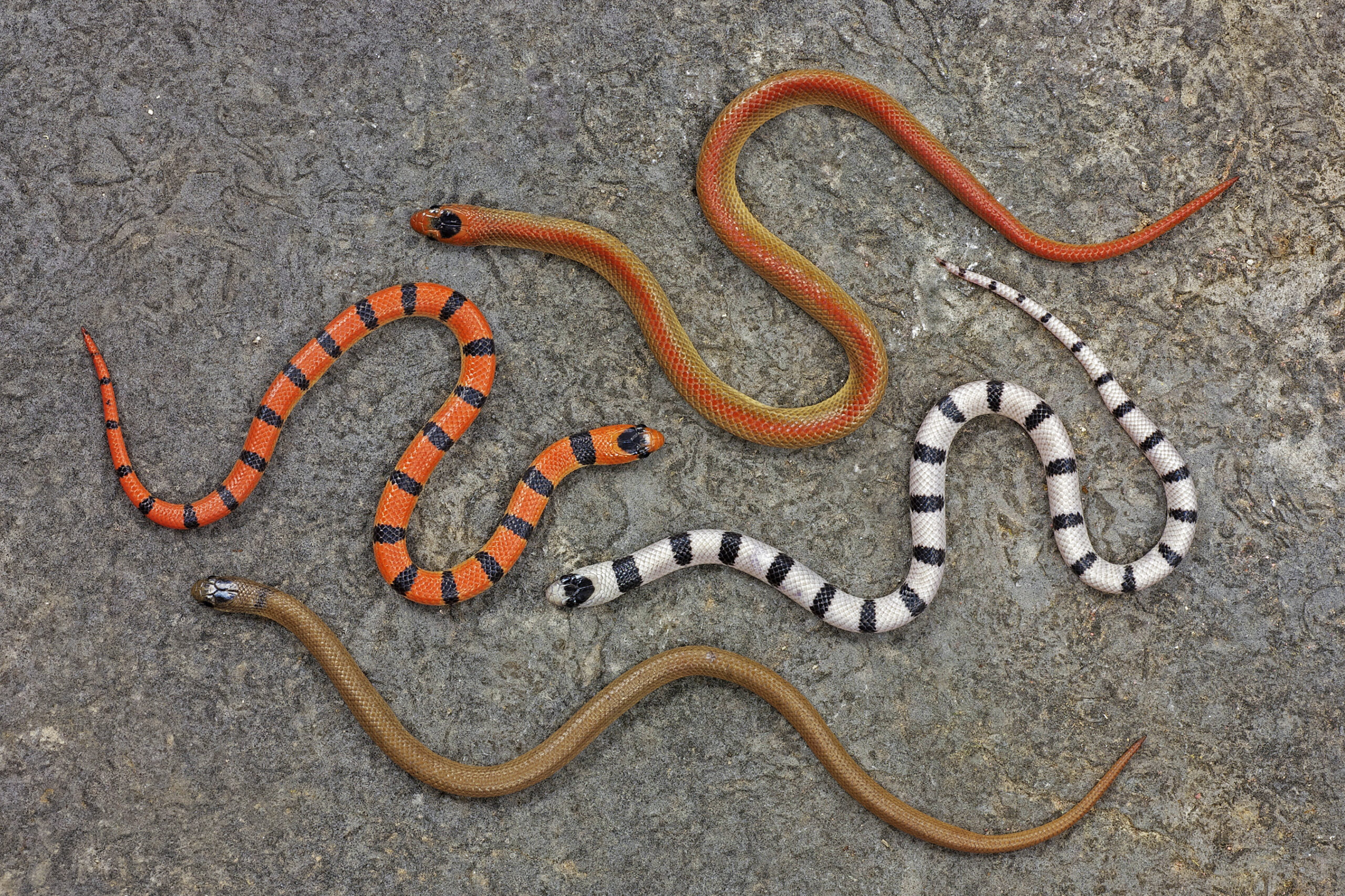 The four color patterns, which are called morphs, found in the ground snake: plain brown, red stripe down the back, black-banded on a light gray background, and the red-and-black-banded "mimic morph," which resembles the venomous coral snake. Image credit: Alison Davis Rabosky