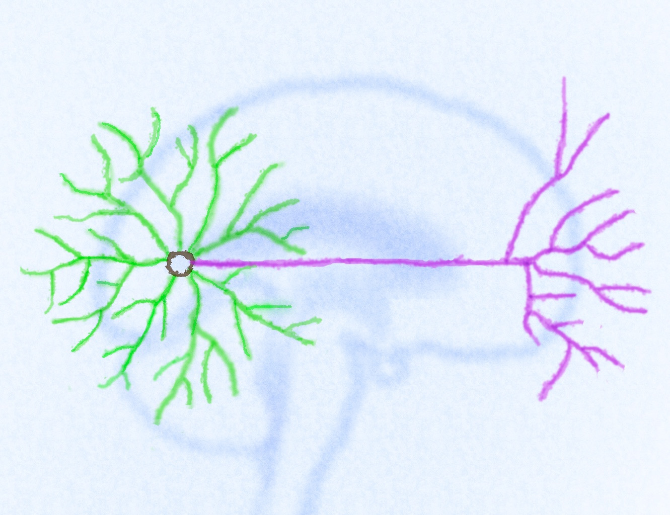 A neuron contains two sets of protrusions of different functions: dendrites (shown in green) receive signals from other neurons or sensory stimuli, whereas the axons (shown in purple) pass signals to other neurons or muscles. Such a two-part design serves as a basis for the functioning neural networks inside of our brains, in a way that is similar to diodes in electric circuits. Image credit: Xin Wang