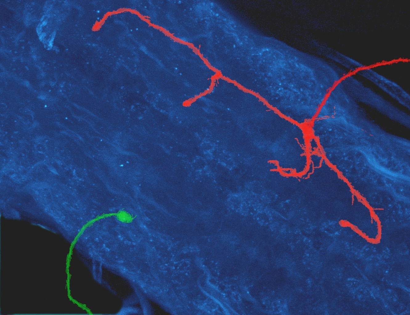 The protrusion of a neuron without Dscam protein (green) and that of a neuron with an abnormally high level of Dscam protein (red). The protrusions are overlaid on the fruitfly's equivalent of the human spinal cord (blue). Image credit: Xin Wang