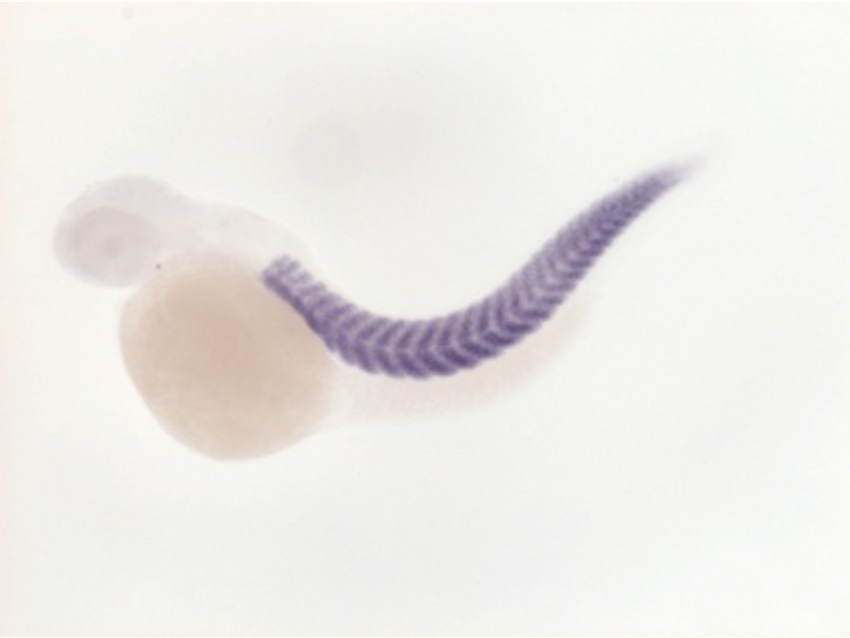 A mutant zebrafish embryo shows a weakened muscle. Zebrafish embryos swim, which  immediately reveals weakened muscles caused by the mutant gene immediately, and in this case the muscles don't contract. Photo courtesy of  Drs. Christine and Bernard Thisse, University of Virginia School of Medicine