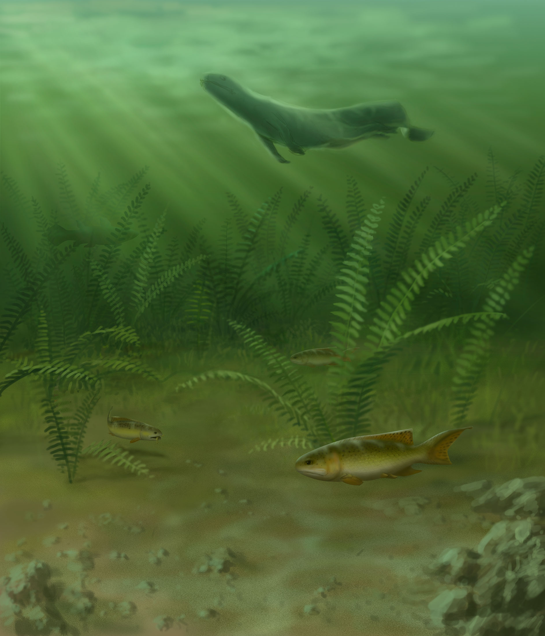 The first-known shell-crushing ray-finned fish, Fouldenia, is shown swimming along the bottom of a tropical freshwater floodplain about 348 million years ago. The Fouldenia fossils came from a site in Scotland that also produced the earliest-known post-extinction tetrapods, four-limbed creatures that later crawled ashore and evolved into amphibians, reptiles, birds and mammals. An early tetrapod is shown at the top of the image. Painting by John Megahan.