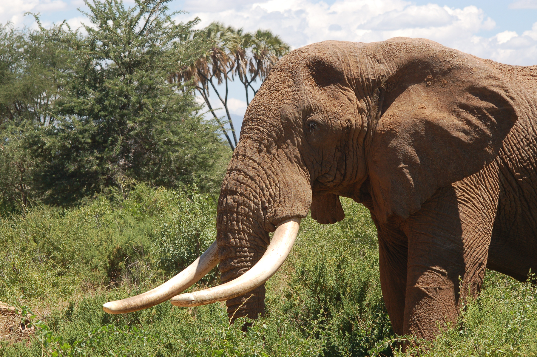 This African elephant has what are believed to be the biggest tusks among elephants at Kenya's Samburu National Reserve. Illegal poaching of some 30,000 elephants a year for their ivory tusks threatens the animals with extinction. A University of Michigan researcher contributed to the development of a new technique that can be used to fight poaching of elephants, hippos, rhinos and other animals. The method measures the levels of carbon-14 in tusks or teeth, which reveals the year an animal died, and thus whether the ivory was taken before or after international bans on ivory trading. Image credit: Thure Cerling, University of Utah