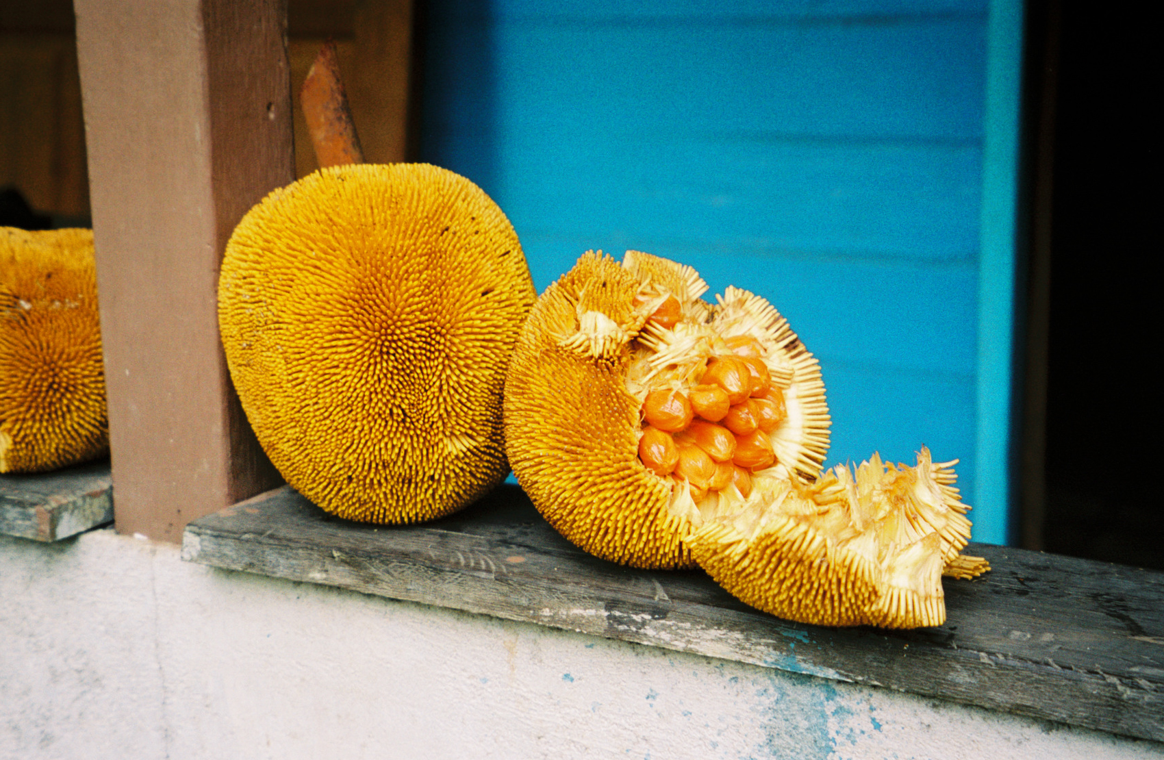 A forest fruit from a community-based conservation project in Indonesian Borneo that sought to mitigate forest fires through innovative agroforestry techniques. The project was funded by the European Union. Image credit: Daniel Miller