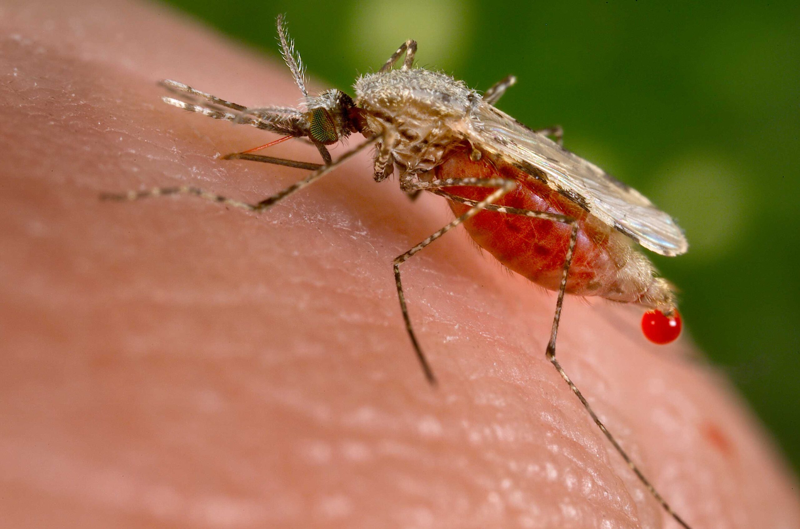 An Anopheles stephensi mosquito, one of the species known to transmit malaria in northwest India. This mosquito is obtaining a blood meal from its human host through its proboscis. Image credit: CDC/Jim Gathany