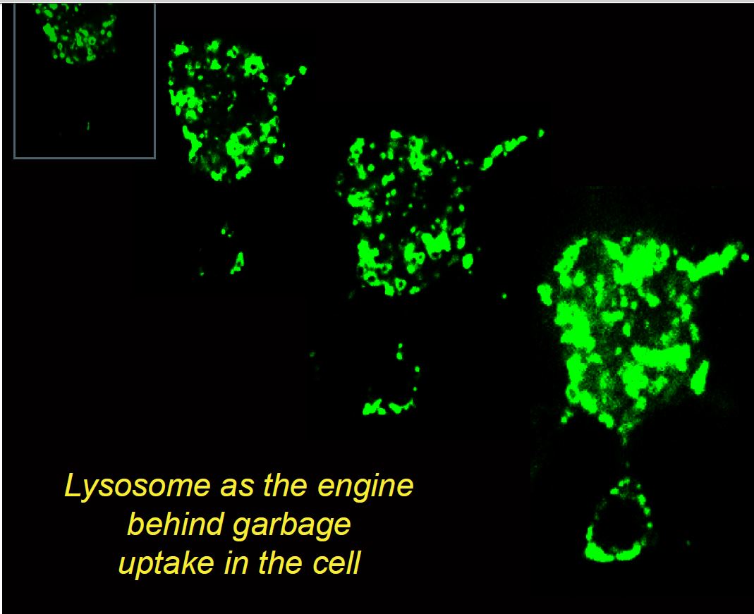 Lysosome as the engine behind garbage uptake in the cell. Image credit: Haoxing Xu