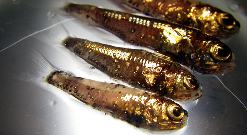 Lanternfish are small, deep-dwelling fish named for the fact that they glow through a process called bioluminescence. Lanternfish were one of nine fish species analyzed in a new study of mercury levels in open-ocean fish. Image credit: C. Anela Choy
