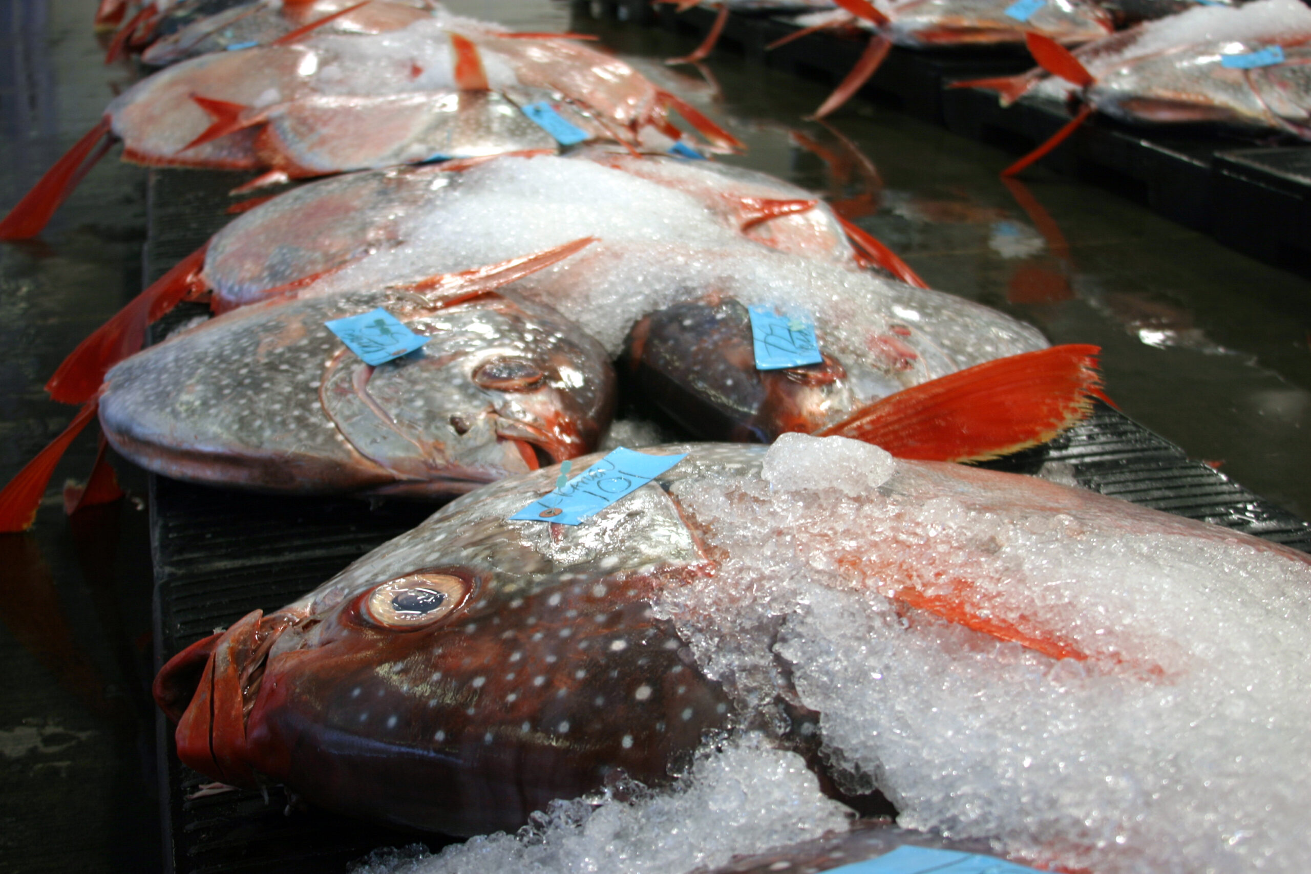 Opah, also called moonfish, at a fish auction in Hawaii. Opah were one of nine fish species analyzed in a new study that looked at how mercury gets into open-ocean fish and why the levels vary with depth. Image credit: C. Anela Choy