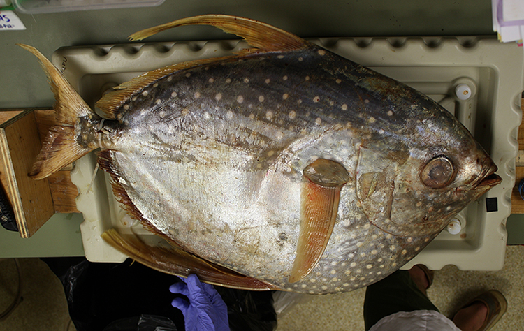 An opah, also called a moonfish. Opah first became popular as a sushi and sashimi in the late 1980s and early 1990s and are especially popular in Hawaii. Image credit: C. Anela Choy