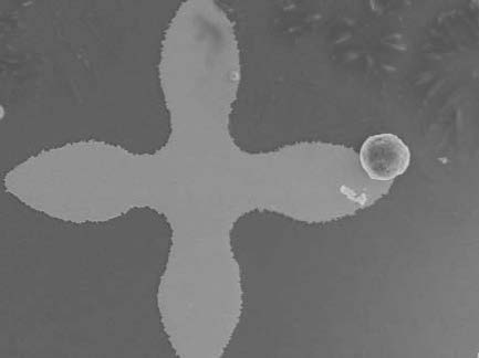 An optical microscope reveals a cancer cell attached to the flower pattern.