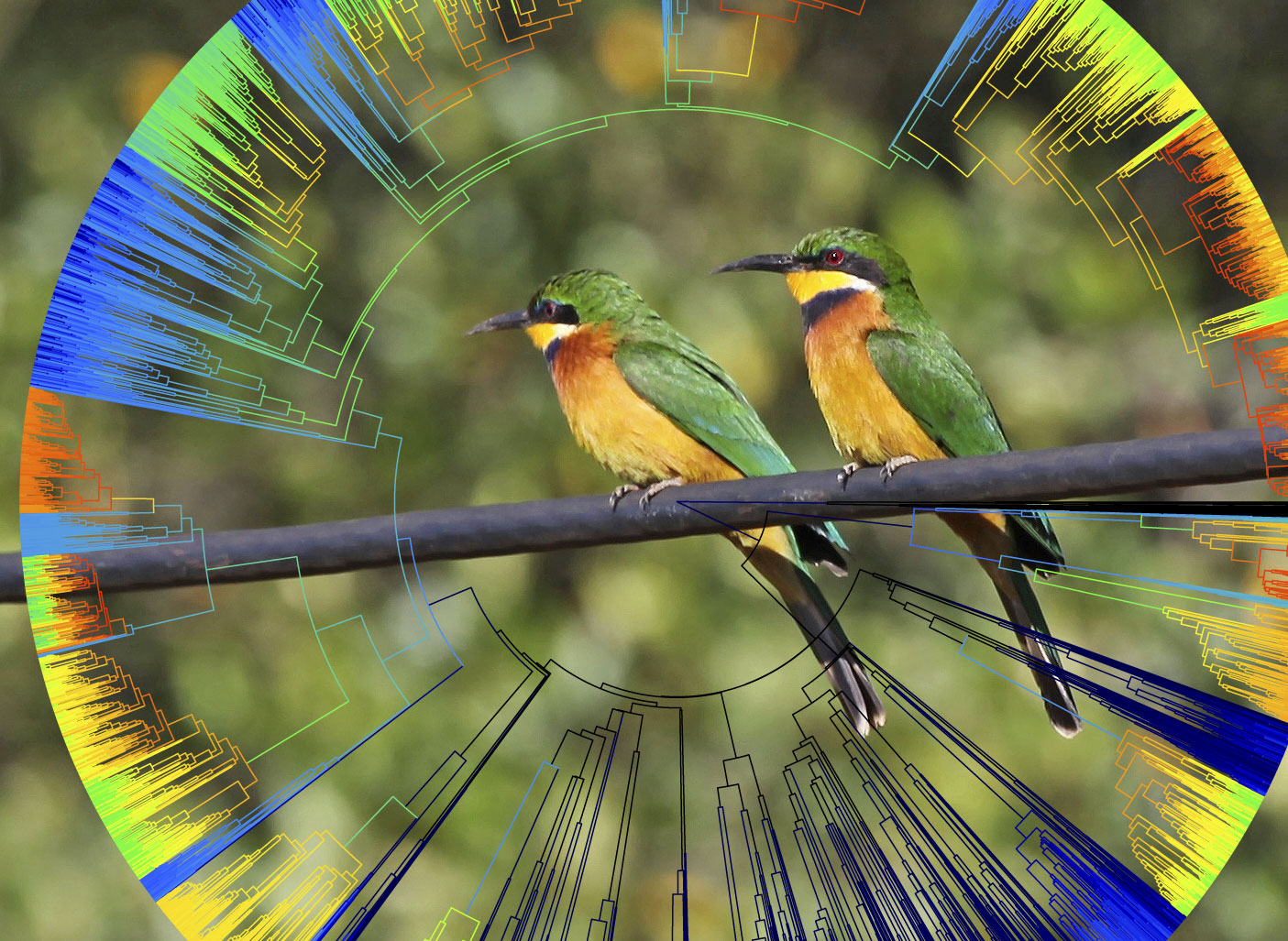 Photo of two cinnamon-chested bee-eaters superimposed on an evolutionary tree showing two-thirds of known bird species. Rabosky and Matute used the tree to test whether the ability of bird species to interbreed with other species is related to the rate at which they formed new species. Tree illustration and bird photo by Daniel Rabosky.