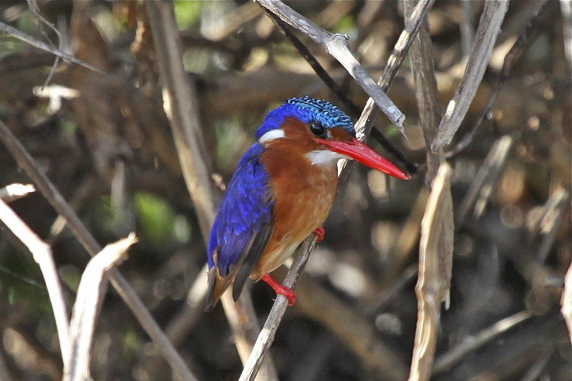 A malachite kingfisher, one of the birds from the evolutionary tree used by Rabosky and Matute to estimate rates of species formation across all birds. Image credit: Daniel Rabosky.