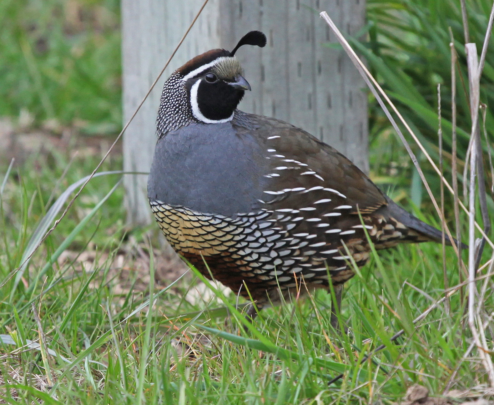 A California quail, one of the birds used by Rabosky and Matute to test whether the ability of bird species to interbreed with other species is related to the rate at which they formed new species. Image credit: Daniel Rabosky