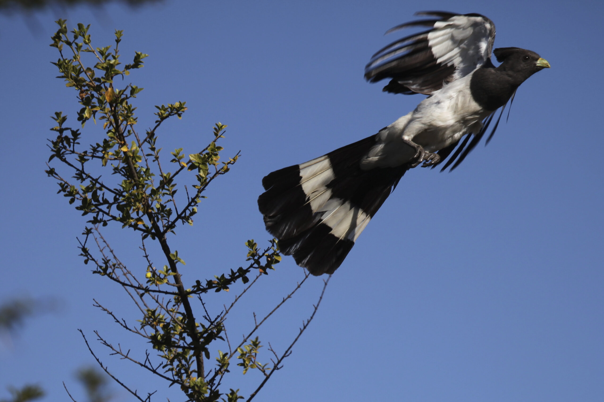 A white-bellied go-away-bird, one of the birds from the evolutionary tree used by Rabosky and Matute to estimate rates of species formation across all birds. Image credit: Daniel Rabosky