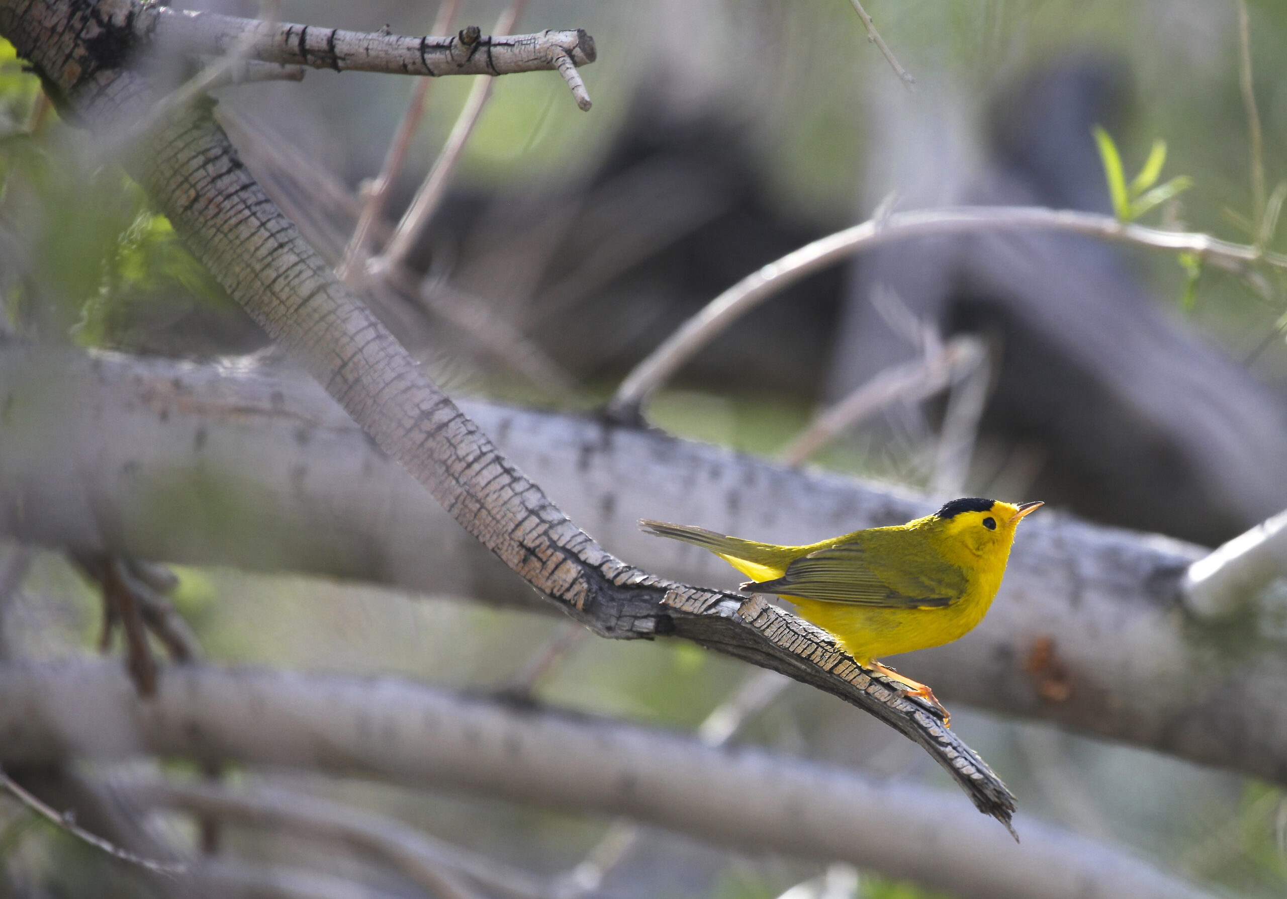 A Wilson's warbler, one of the birds from the evolutionary tree used by Rabosky and Matute to estimate rates of species formation across all birds. Image credit: Daniel Rabosky