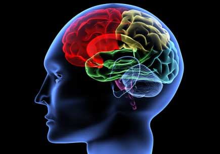 An abstract x-ray of a human brain. (stock image)