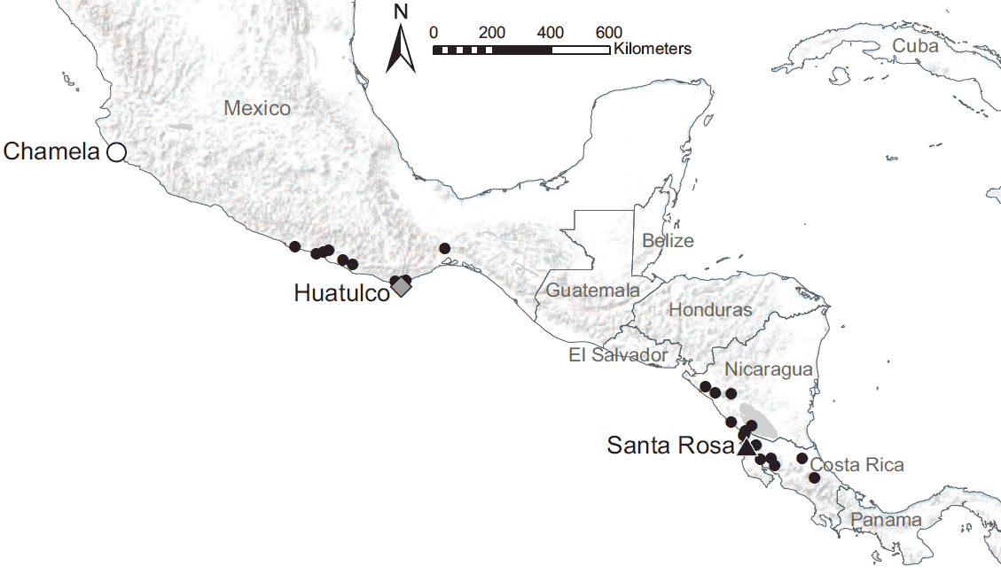 University of Michigan ecologist Elizabeth G. Pringle and her colleagues studied mutually beneficial interactions between Ecuador laurel trees and Azteca ants at 26 study sites in seasonally dry tropical forests along the Pacific coast of southern Mexico and Central America. The coastal sites span 1,426 miles, with annual precipitation increasing fourfold from the northernmost to the southernmost site. Additional work was conducted at three of the sites: Chamela, Huatulco and Santa Rosa. Image credit: Elizabeth G. Pringle