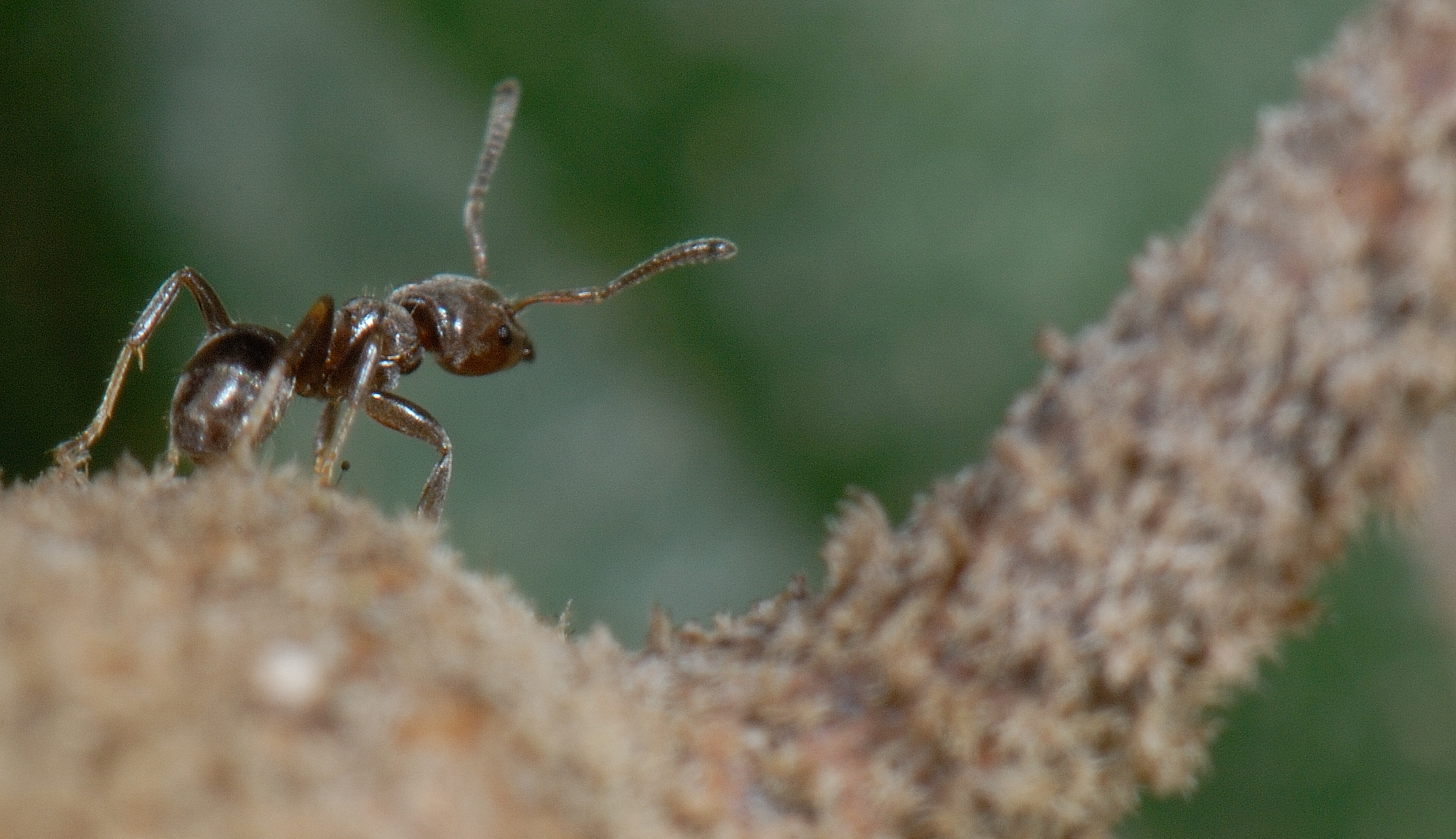 An Azteca ant patrols the surface of an Ecuador laurel tree in Jalisco, Mexico. When a patrolling ant encounters a leaf-eating insect, it bites the insect until it falls from the tree. Image credit: Enrique Ramirez-Garcia
