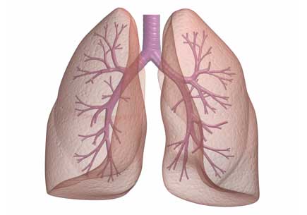 Illustration of lungs. (stock image)