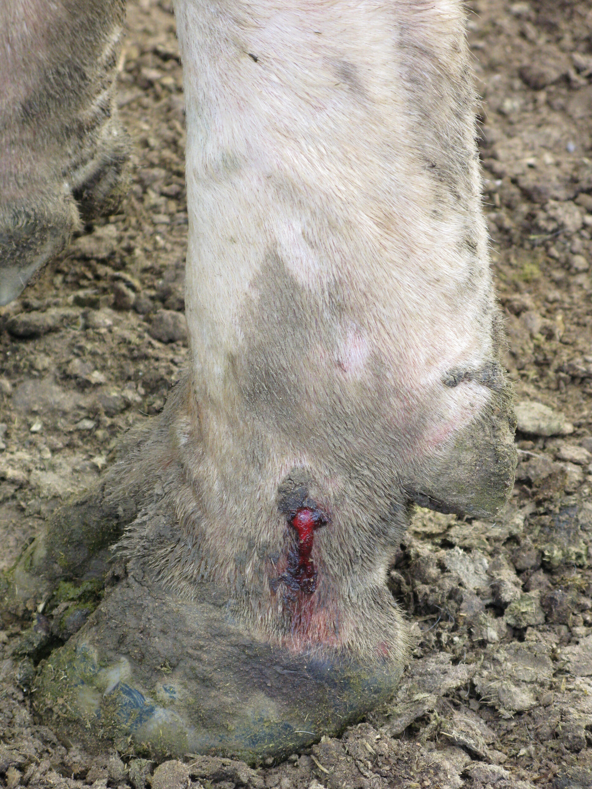 Vampire bat bite above a cow's hoof. Photo by Daniel Streicker