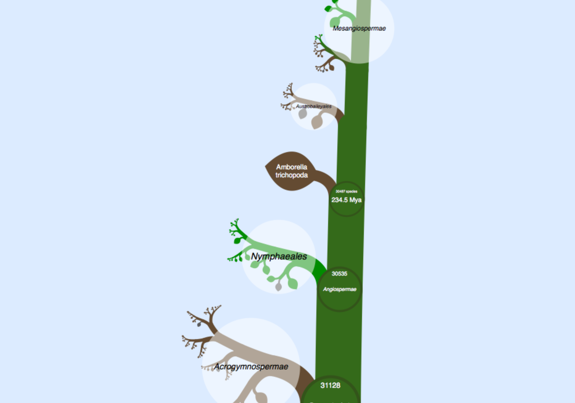 To view an interactive version of the evolutionary tree, visit www.onezoom.org/vascularplants_tank2013nature.htm