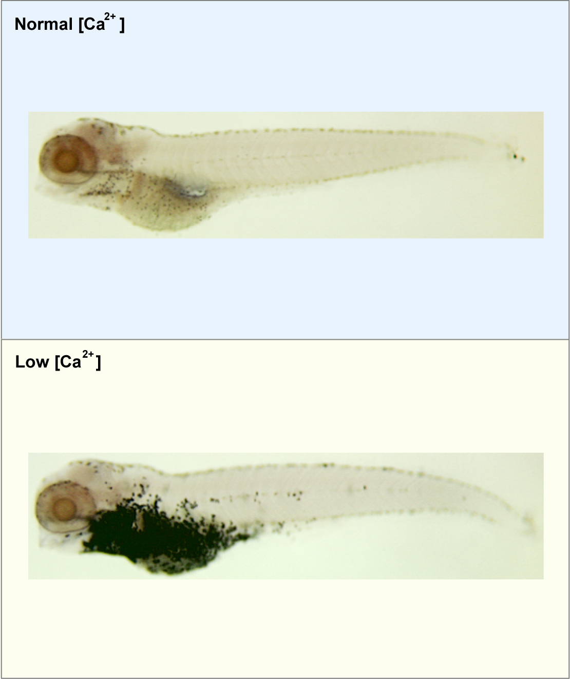 The image depicts two zebrafish. One has been raised in water containing a normal concentration of calcium and the other has been raised under low calcium conditions. The specific cells that specialize in calcium uptake for the body have been stained. It is apparent that under normal calcium conditions (top panel) there are just a few of these cells present. Under low calcium conditions (bottom panel) the staining has elucidated exponentially more of these cells (many more dark spots present).