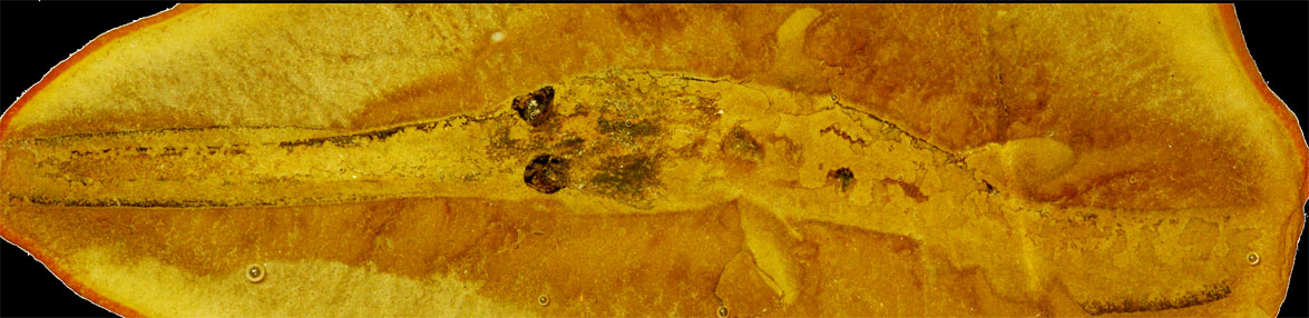 Photo of a fossil impression left by a juvenile Bandringa shark. These long-extinct sharks are known for their extremely long spoonbill snouts, which resemble those of modern-day paddlefish. This individual measures about 4 inches from snout to tail and was found in marine sediments at the Mazon Creek deposit in Illinois. Photo courtesy of Lauren Sallan and Michael Coates.