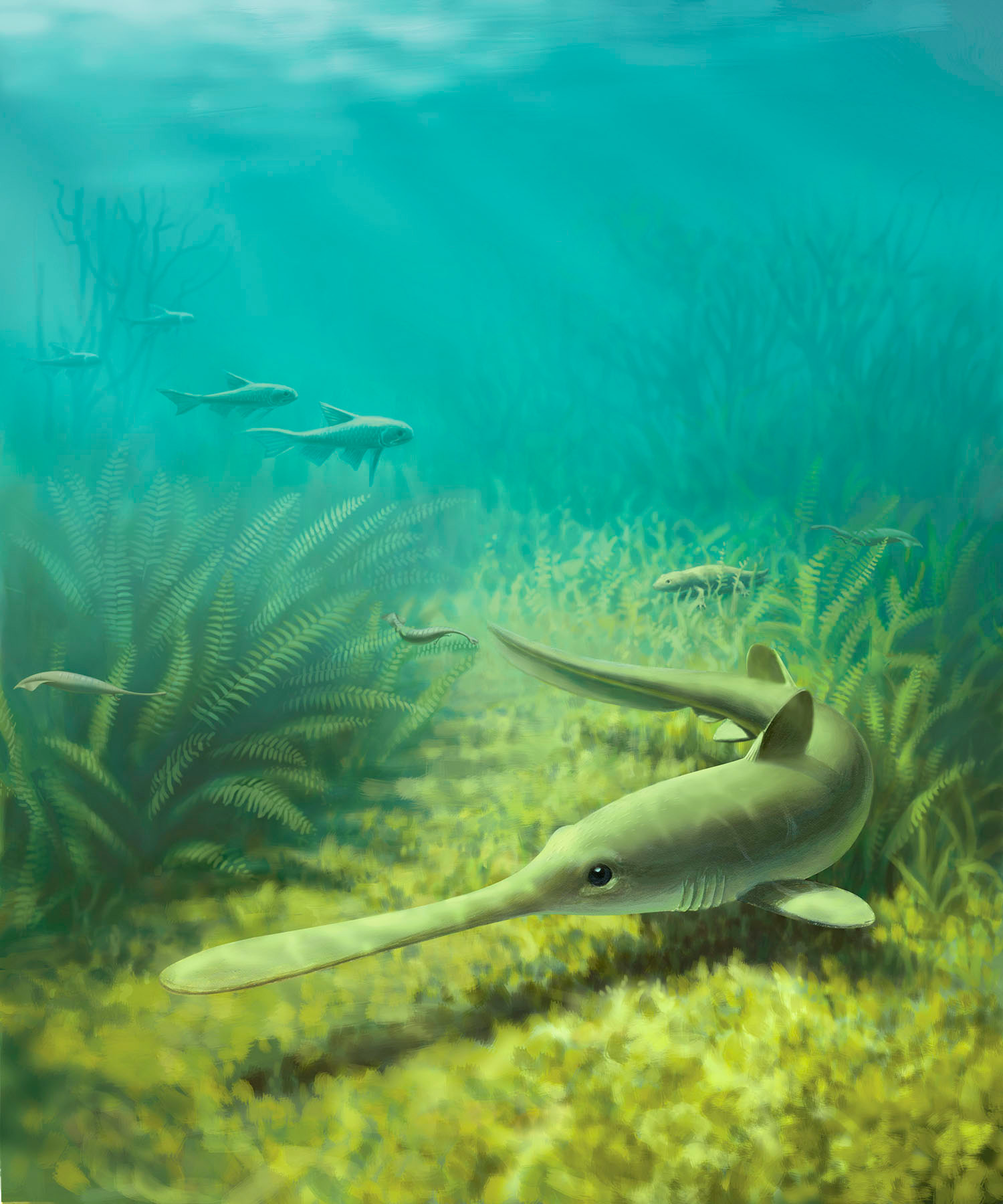An artist's rendering of Bandringa, a 310 million-year-old shark originally found in fossil deposits from Mazon Creek, Illinois. University of Michigan paleontologist Lauren Sallan and a colleague say this bottom-feeding predator migrated to the ocean to spawn in shallow coastal waters and left behind fossil evidence of one of the earliest known shark nurseries. Painting by John Megahan, University of Michigan.
