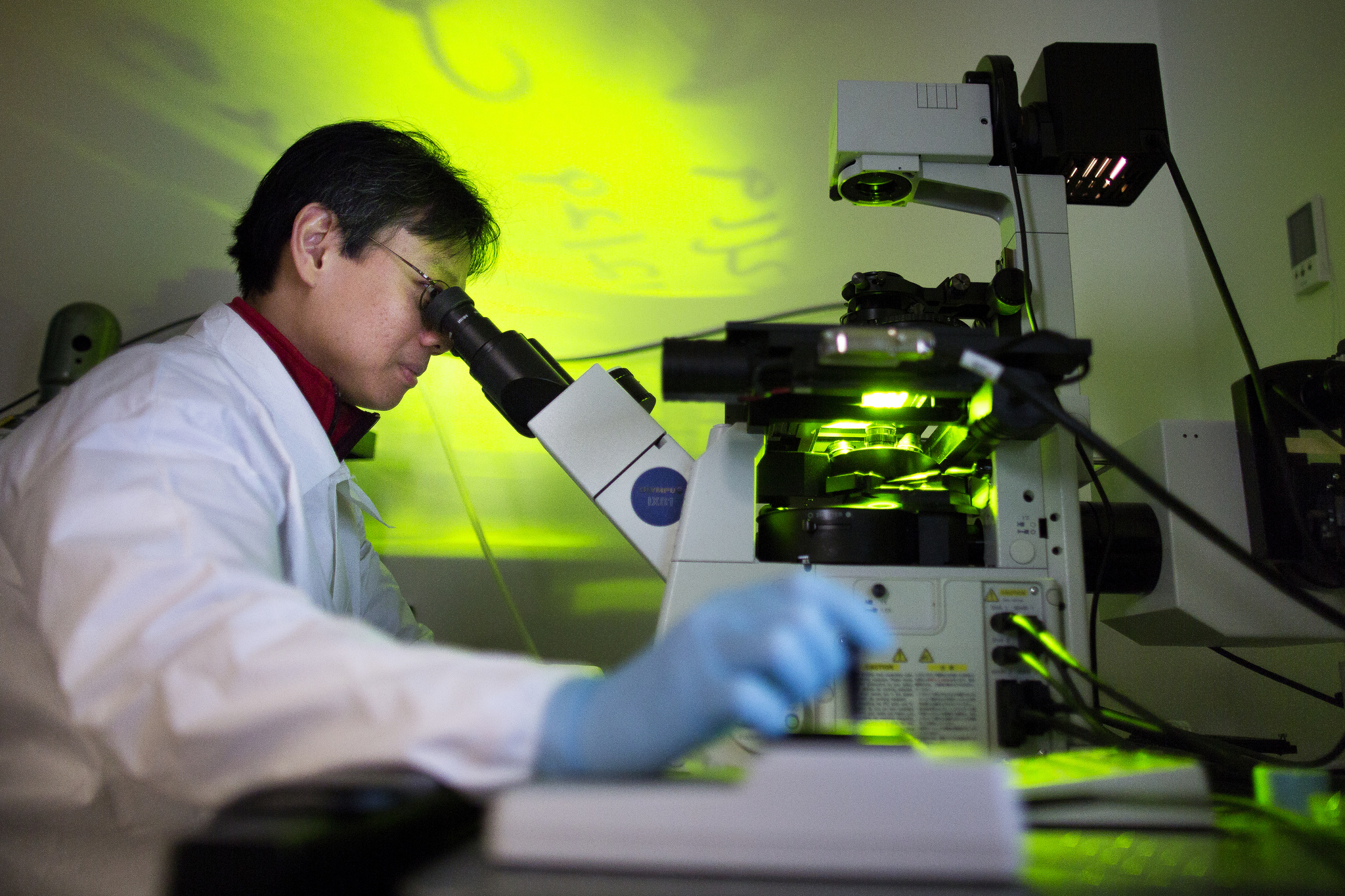 Yen Kong, BME Research Fellow, checks for colonies of beating heart muscle cells in the Lurie Biomedical Engineering Building on February 7, 2014.  Kong, a member of the Cell Signaling in Engineered Tissues (CSET) lab that Putnam heads, developed a research program to see if fibroblasts, a cell type common in scar tissue, could be transformed into heart muscle cells.  By using this method of stem cell research, Kong and Putnam hope to transform scar tissue from heart attacks into new heart muscle.  Image credit: Joseph Xu, Michigan Engineering Communications & Marketing