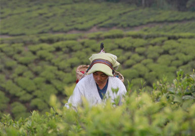 Photo of a harvester excerpted from the book cover.