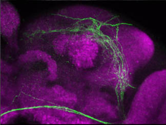 A fly brain (the shape of which is shown in magenta) with green fluorescent protein expressed in clock neuron projections.