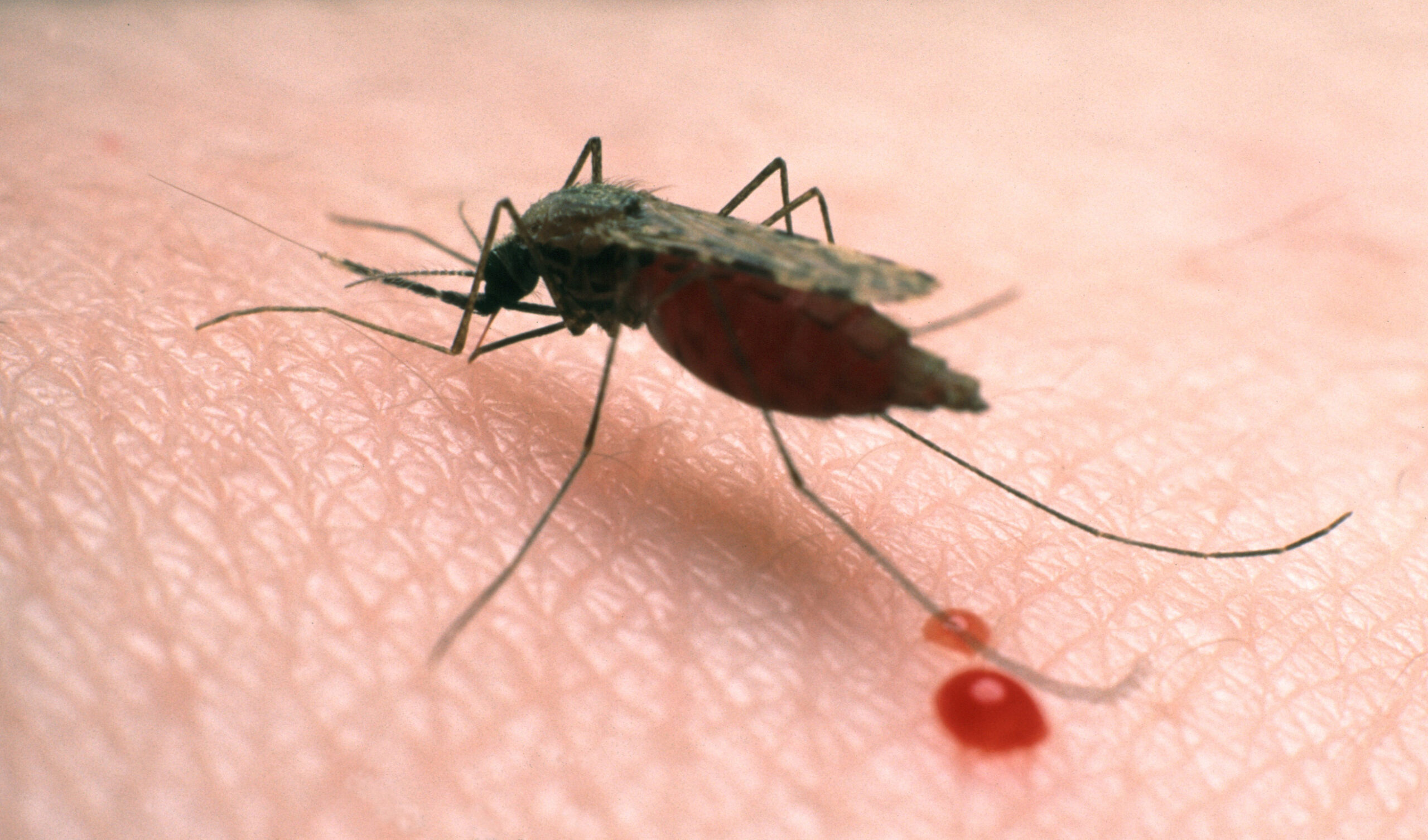An Anopheles gambiae mosquito, which transmits malaria in the Ethiopian highlands. Image credit: Dan Salaman, London School of Hygiene & Tropical Medicine