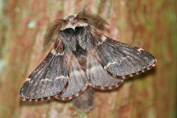Closeup of a Poecilocampa populi moth, one of 80 species analyzed in a 32-year study of subarctic forest moths in Finnish Lapland. Populations of this moth are increasing at the study site, even though moth populations there appear to be negatively impacted by a rapidly changing climate. Photo by Walter Schon reproduced under the GNU Free Documentation License.