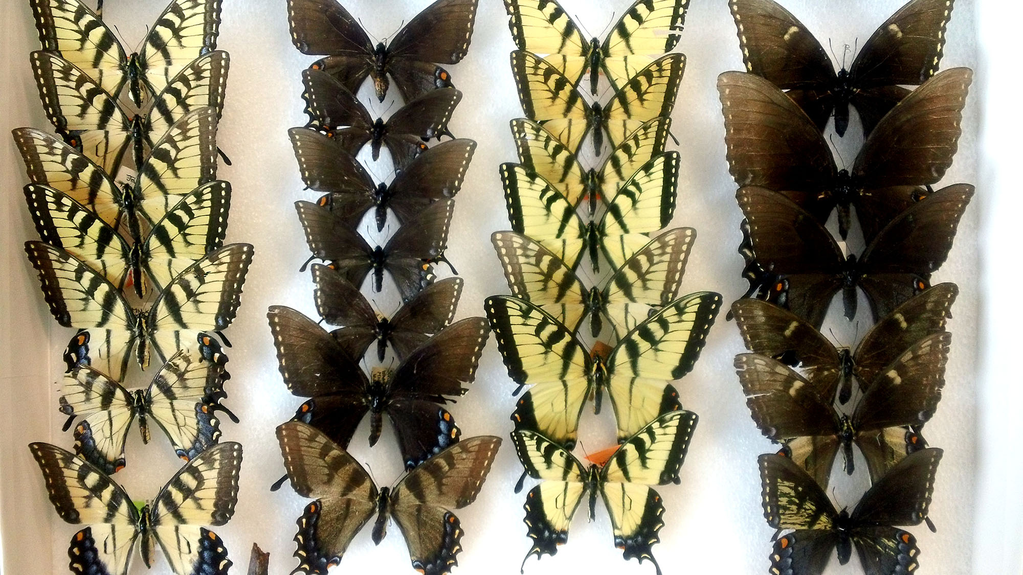 A drawer of eastern tiger swallowtail butterflies at the University of Michigan Museum of Zoology. The butterflies were collected at various locations in the eastern United States. Image credit: Mark O’Brien