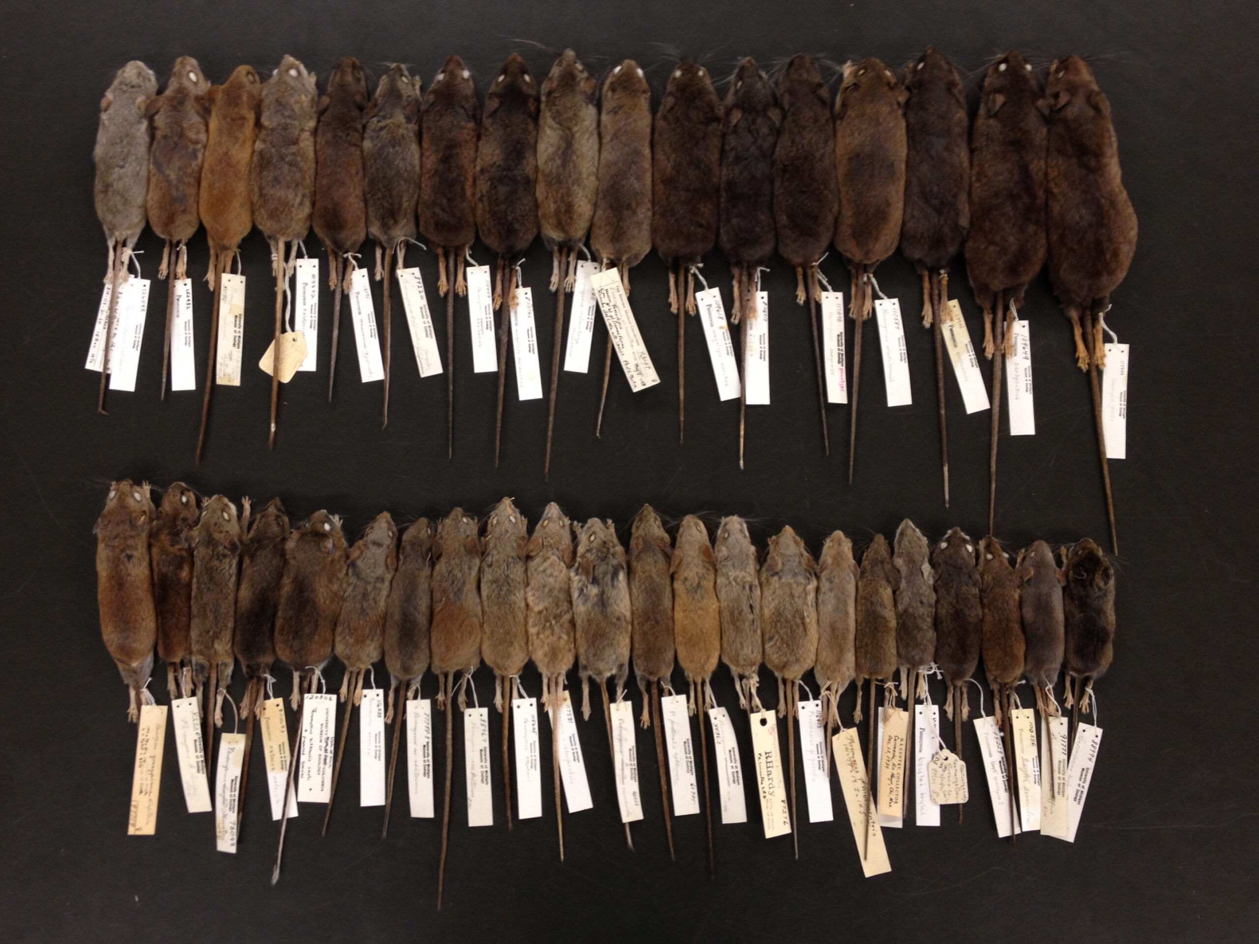 Thirty-eight of the 56 known species of the deer mouse, genus Peromyscus, at the University of Michigan Museum of Zoology. Researchers believe there may be more species that have yet to be discovered. Image credit: Cody Thompson