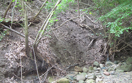 The glen can never look as it did in the 1800s — too much soil is simply gone. (Image: R. Grese.)