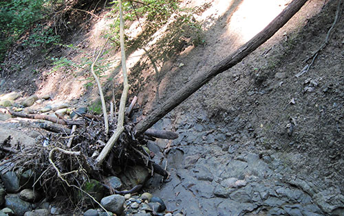 Erosion has exposed these pre-glaciation sediments at the base of the ravine. Geology students at U-M are able to study these samples; the glen is one of few local places where they can be seen. (Image: R. Grese.)