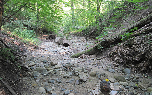 It is expected the glen can reclaim its ecological integrity, but only if more is done, and soon. (Image: R. Grese.)