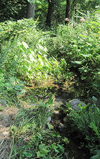 This image is looking down from the drain outlet. (Image: R. Grese.)