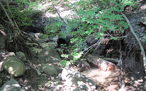 This drainage pipe carries water from the drain at Washington Heights to the base of the channel. (Image: R. Grese.)