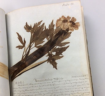 This specimen of creeping crow's foot was collected May 2, 1850, and preserved in the scrapbook of Mary Clark, the Ann Arbor teacher who often brought her young charges to study botany in Schoolgirls' Glen. (Image: Papers of Mary Clark, courtesy of U-M's Bentley Historical Library.)