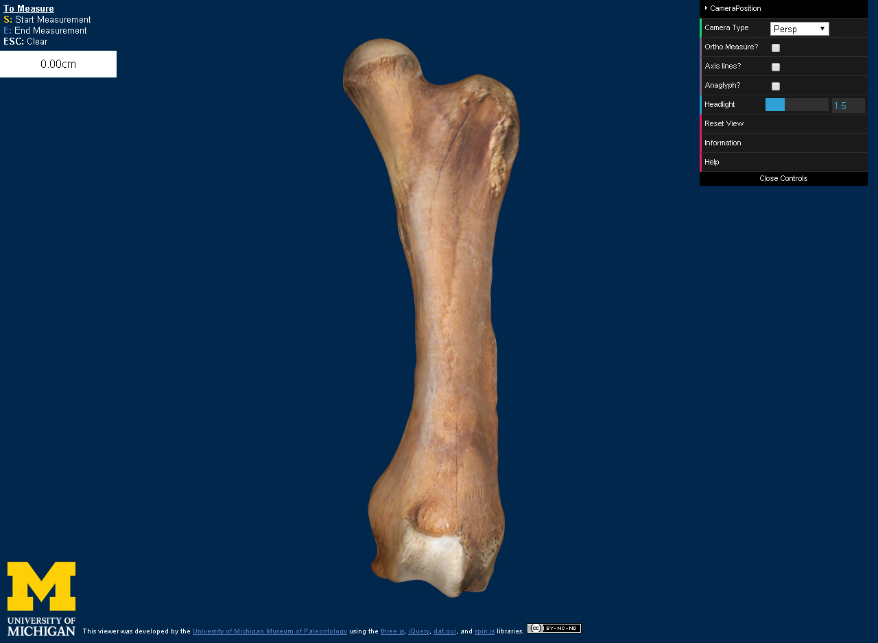 3-D digital model of a femur (thighbone) from the Buesching mastodon as it appears on the U-M Online Repository of Fossils website. Courtesy of the University of Michigan Museum of Paleontology.