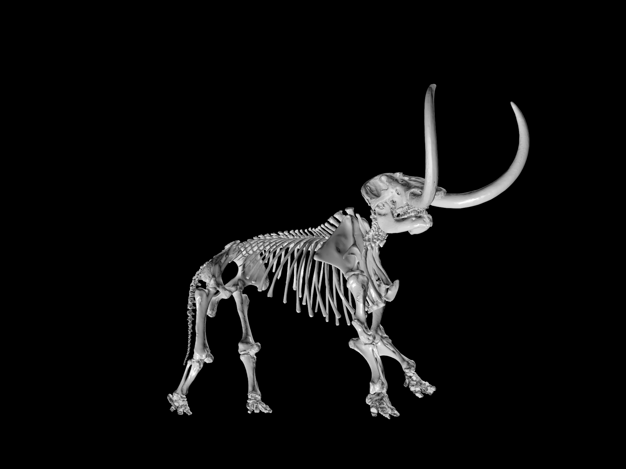 3-D digital skeleton of an adult male mastodon, part of the new University of Michigan Online Repository of Fossils website. A mounted cast of the Buesching mastodon skeleton, which is on display at the U-M Museum of Natural History, was used to align the nearly 250 bones in the 3-D digital skeleton. Image courtesy of the University of Michigan Museum of Paleontology.