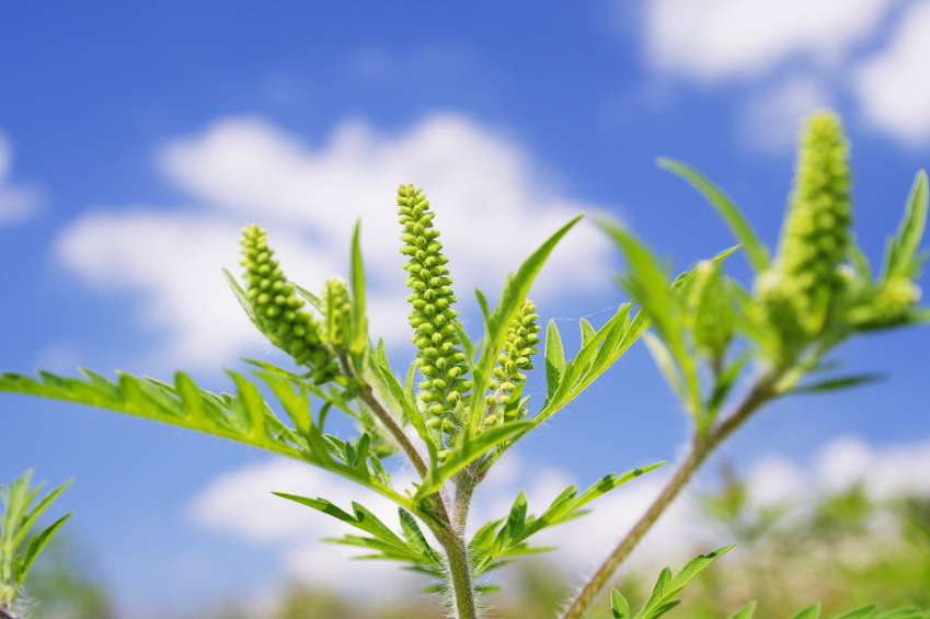 Close-up of a ragweed plant. (stock image)