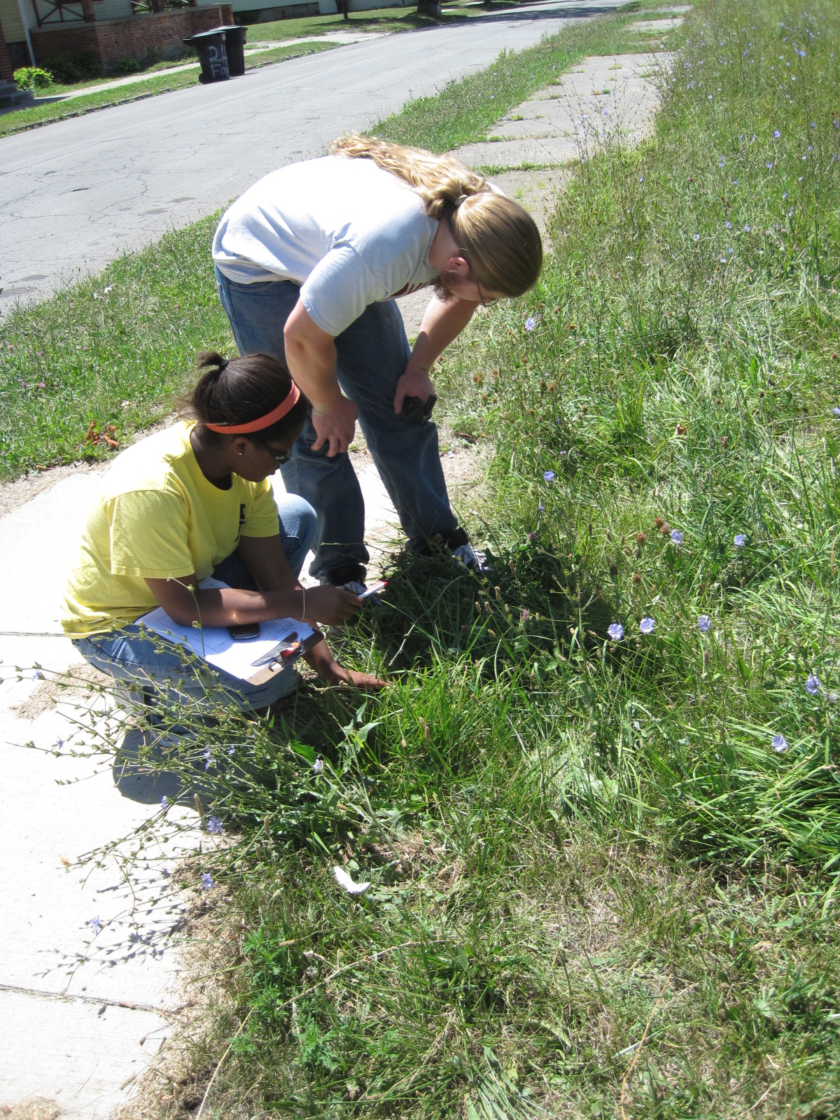 U-M researchers Tiffany Carey (left) and Max Ramsay count ragweed plants on a vacant lot in Detroit. Image credit: Daniel Katz