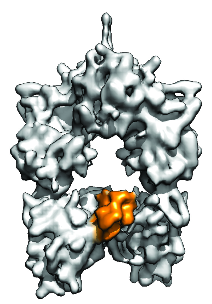 Cryo-EM structure of the central enzyme in the assembly process that creates polyketides, a broad class of diverse and bioactive chemical compounds that comprise some of the most important antibiotics, antifungal agents, cancer chemotherapeutics and immunomodulators in wide clinical use, with the acyl carrier protein protein (ACP) in orange. Image credit: Somnath Dutta, Life Sciences Institute