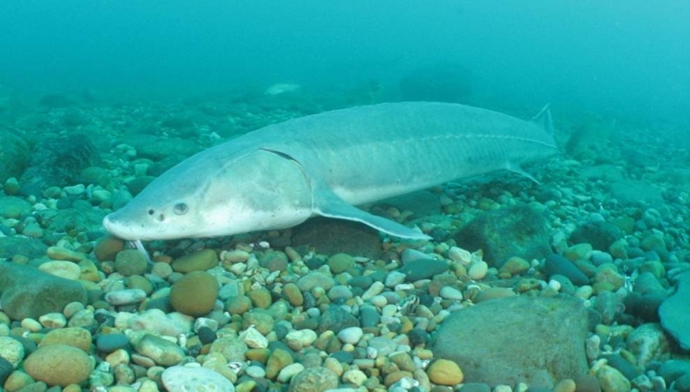 A lake sturgeon. Image credit: Adam Lintz